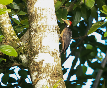 Crimson-crested Woodpecker